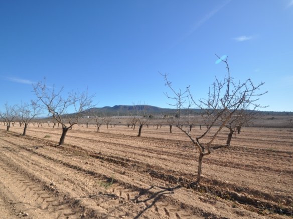 12,836 m² Land in Monóvar/Monóver - Caza De Casa