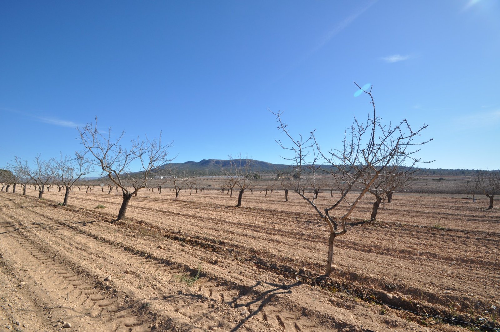 12,836 m² Land in Monóvar/Monóver - Caza De Casa