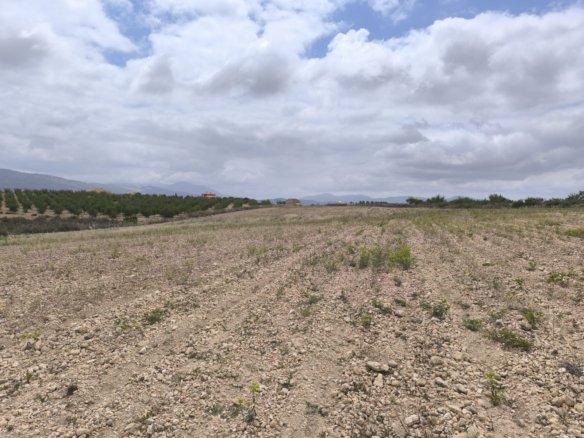 29,575 m² Land in Pinoso - Caza De Casa