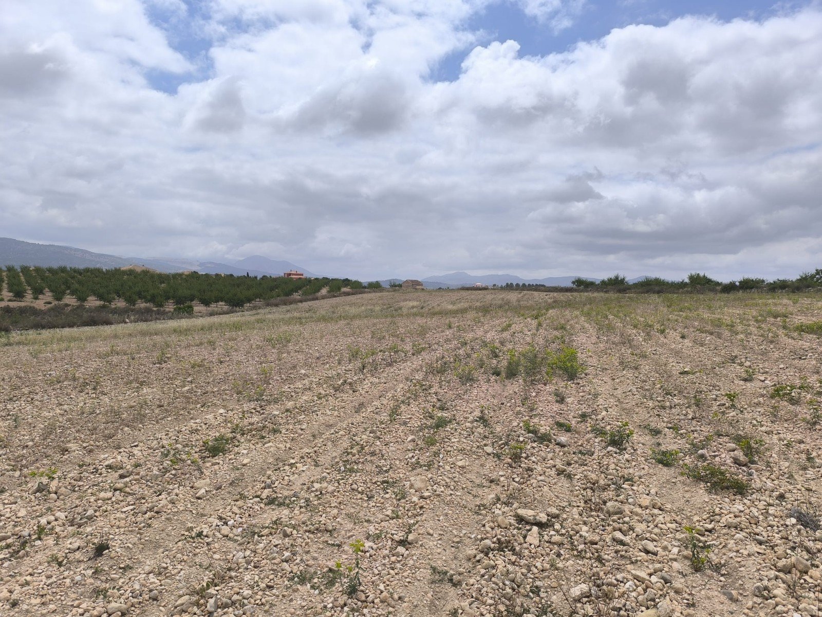 29,575 m² Land in Pinoso - Caza De Casa