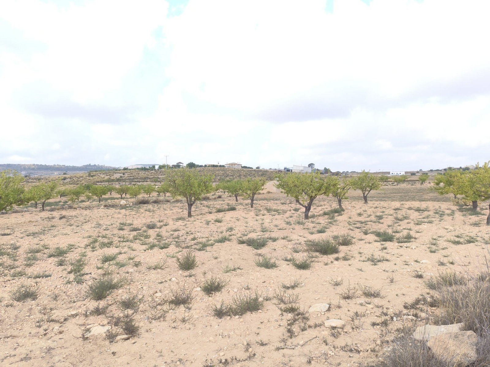 46,696 m² Land in Pinoso - Caza De Casa