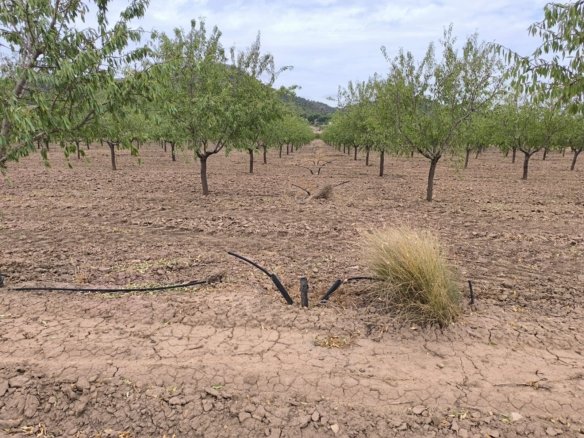55,162 m² Land in Yecla - Caza De Casa
