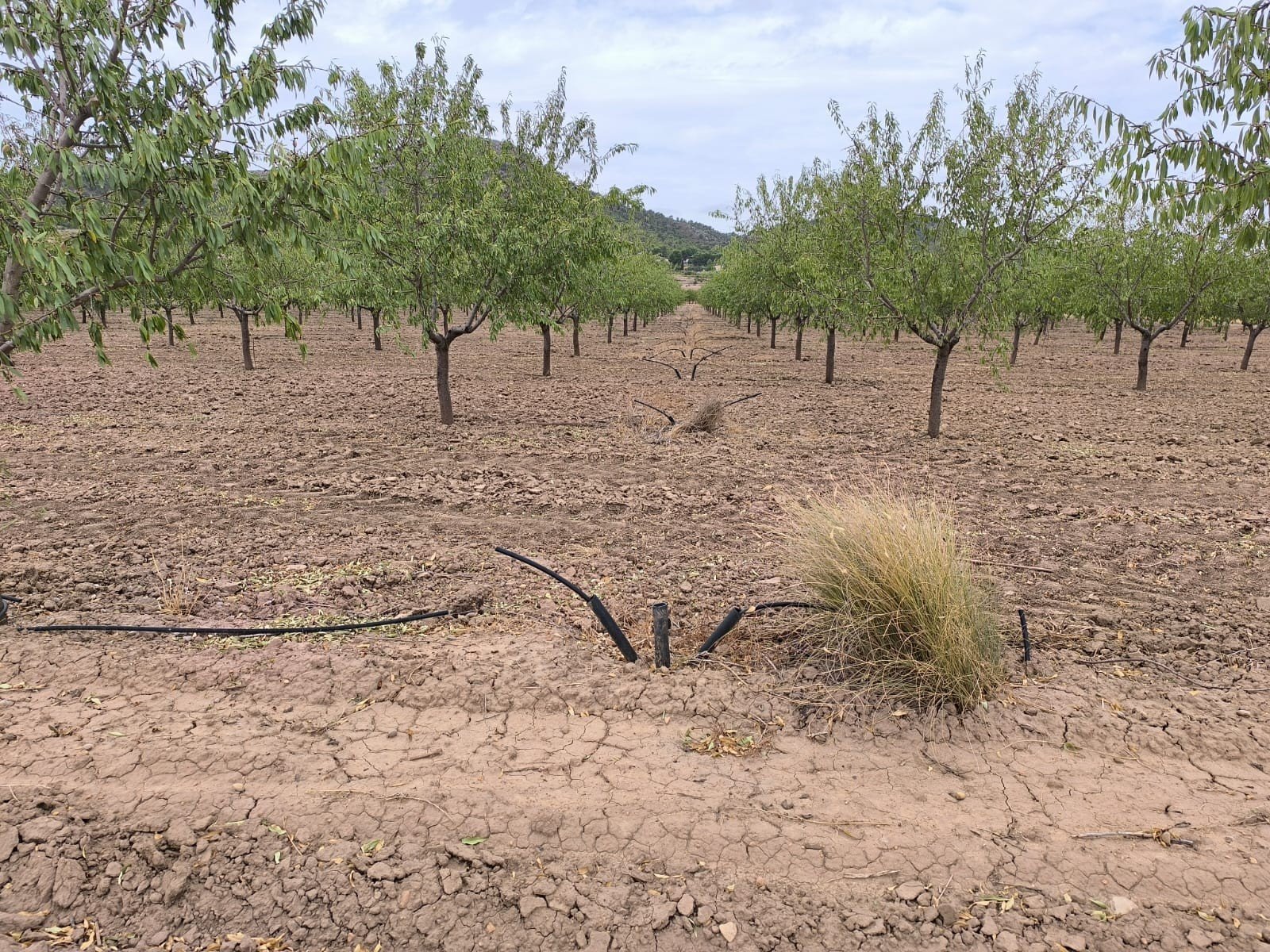 55,162 m² Land in Yecla - Caza De Casa