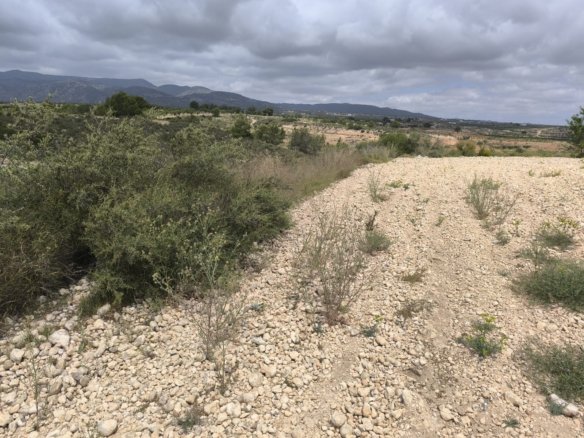29,575 m² Land in Pinoso - Caza De Casa
