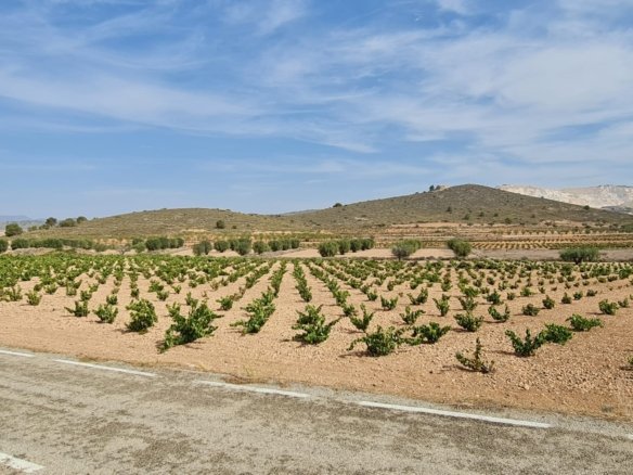 Land in Abanilla - Caza De Casa