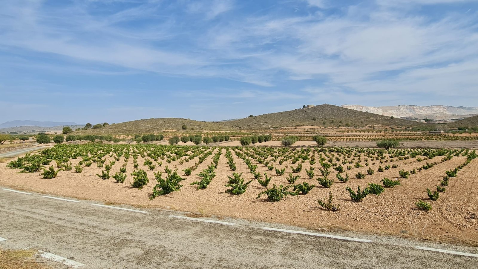 Land in Abanilla - Caza De Casa