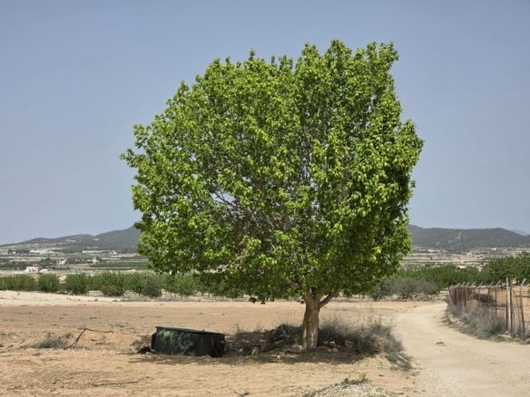 Land in Pinoso - Caza De Casa