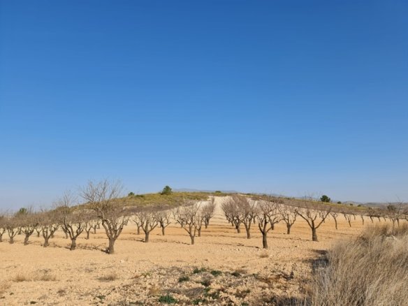 19,338 m² Land in Jumilla - Caza De Casa