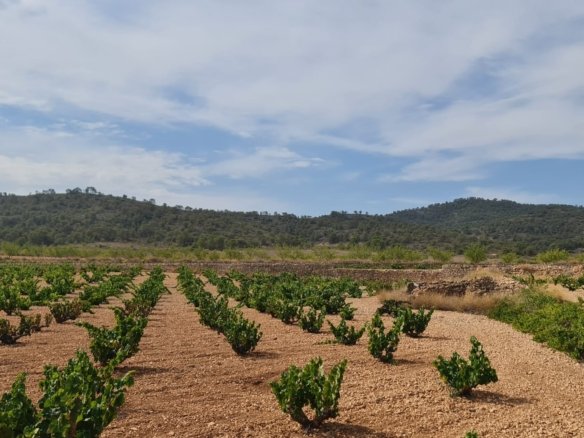Land in Abanilla - Caza De Casa