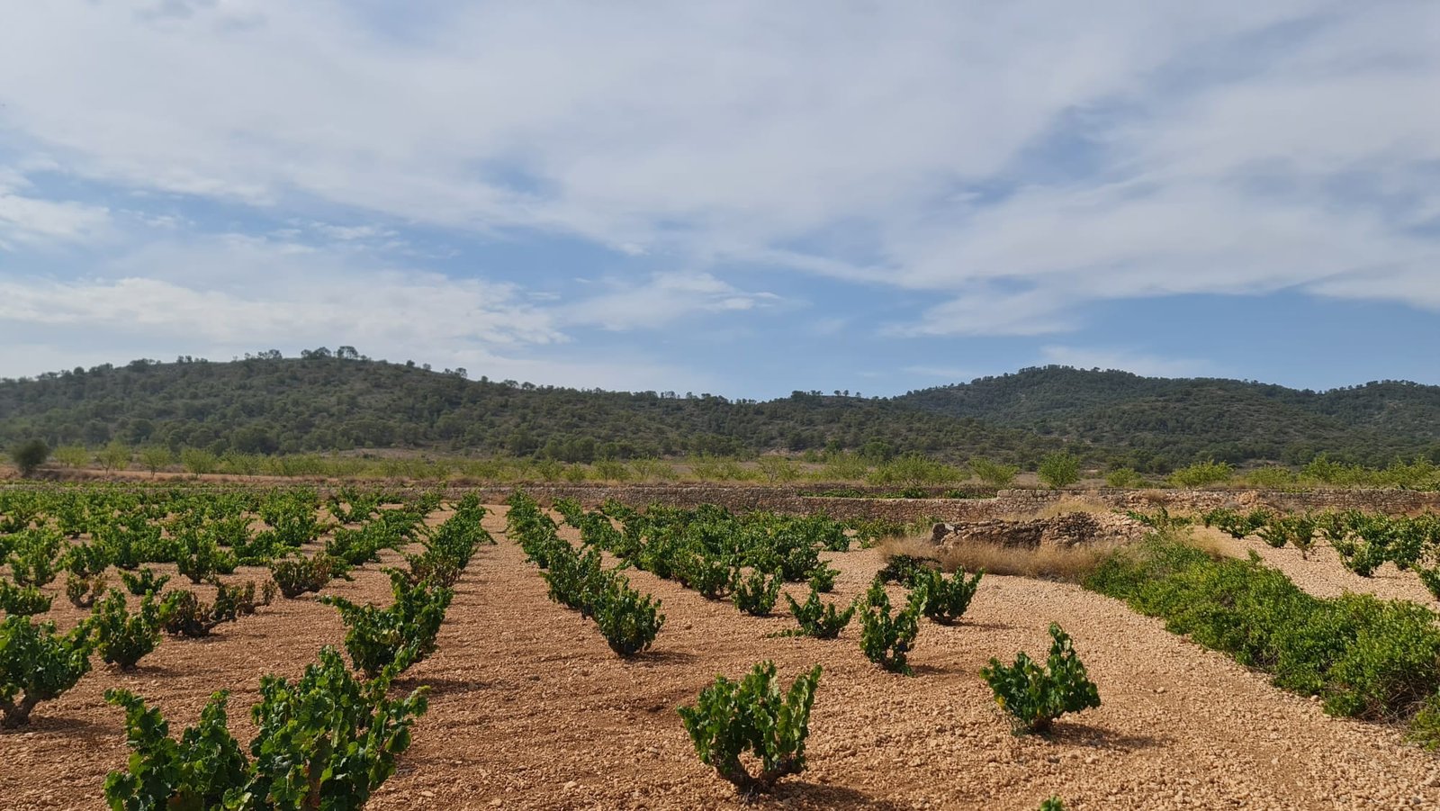 Land in Abanilla - Caza De Casa