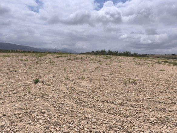 29,575 m² Land in Pinoso - Caza De Casa