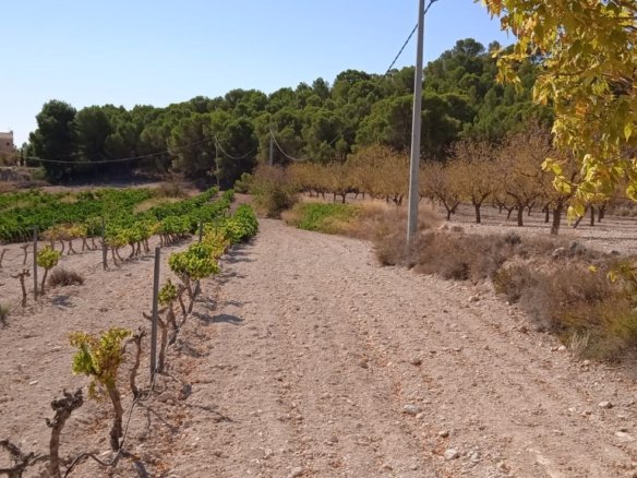 Land in Pinoso - Caza De Casa