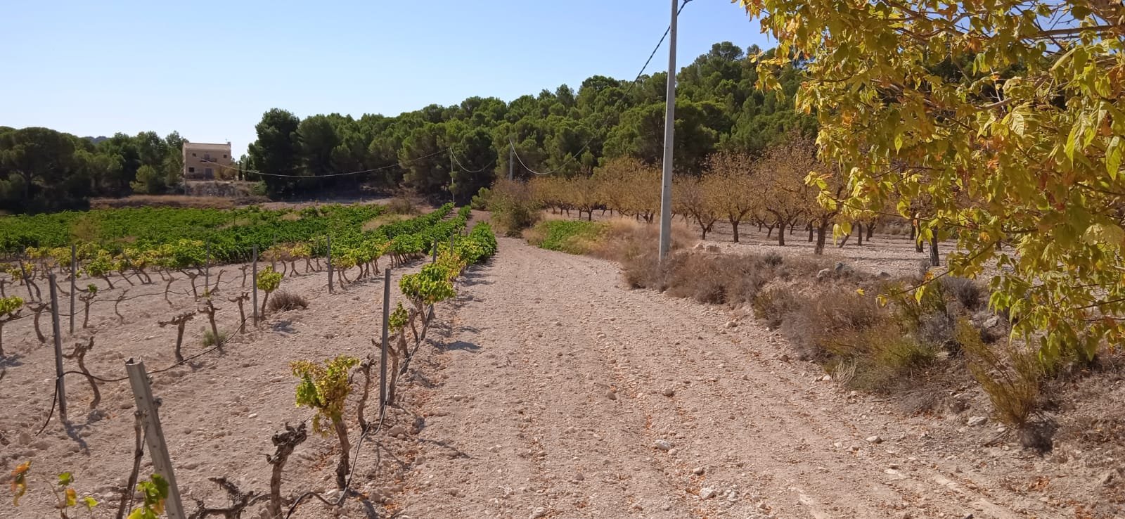 Land in Pinoso - Caza De Casa
