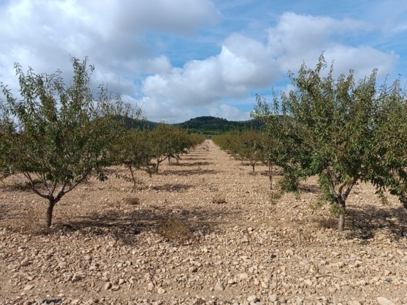 Land in Yecla - Caza De Casa