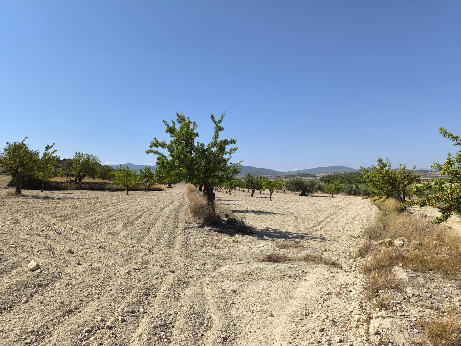 Land in Monóvar/Monóver - Caza De Casa