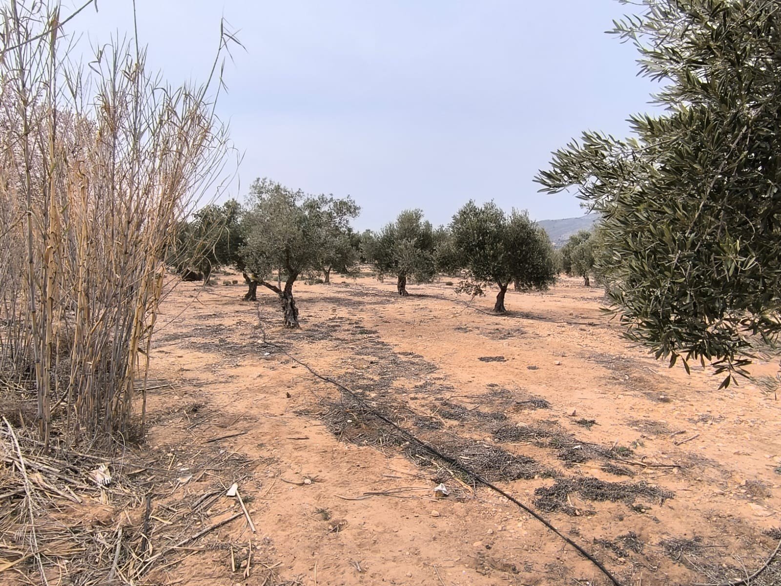 27,000 m² Land in Villena - Caza De Casa