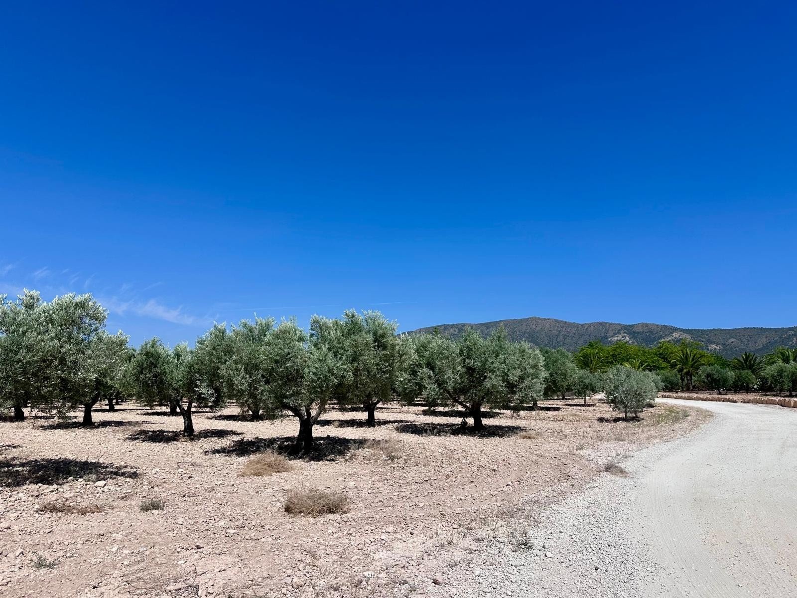 48,000 m² Land in Monóvar/Monóver - Caza De Casa