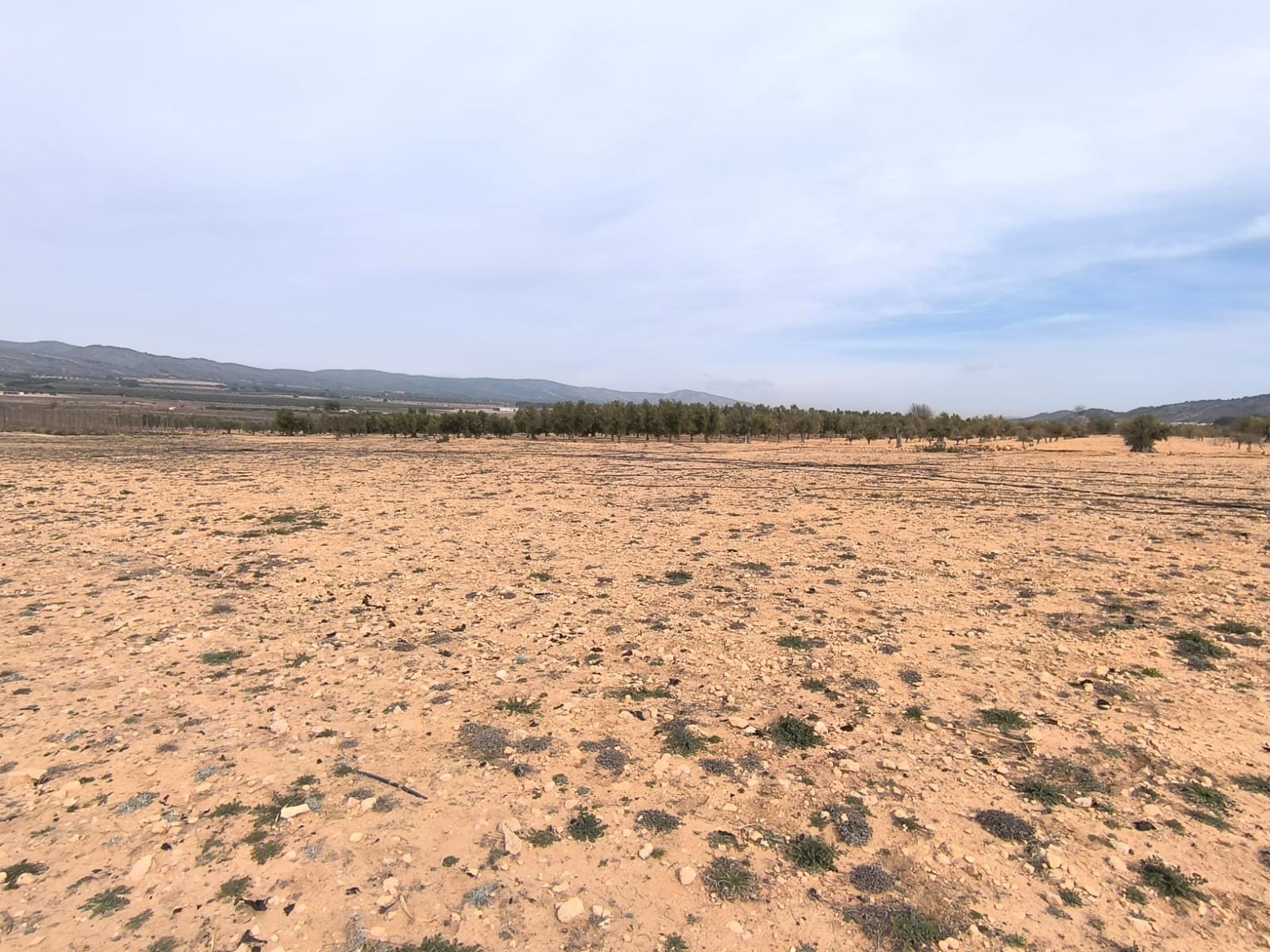27,000 m² Land in Villena - Caza De Casa