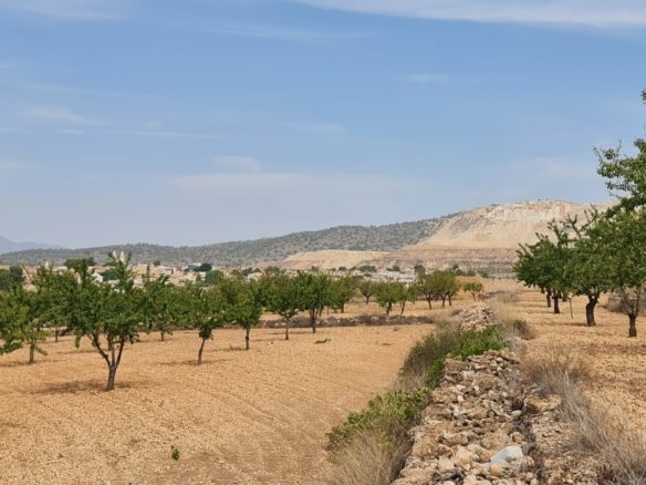 Land in Algueña - Caza De Casa