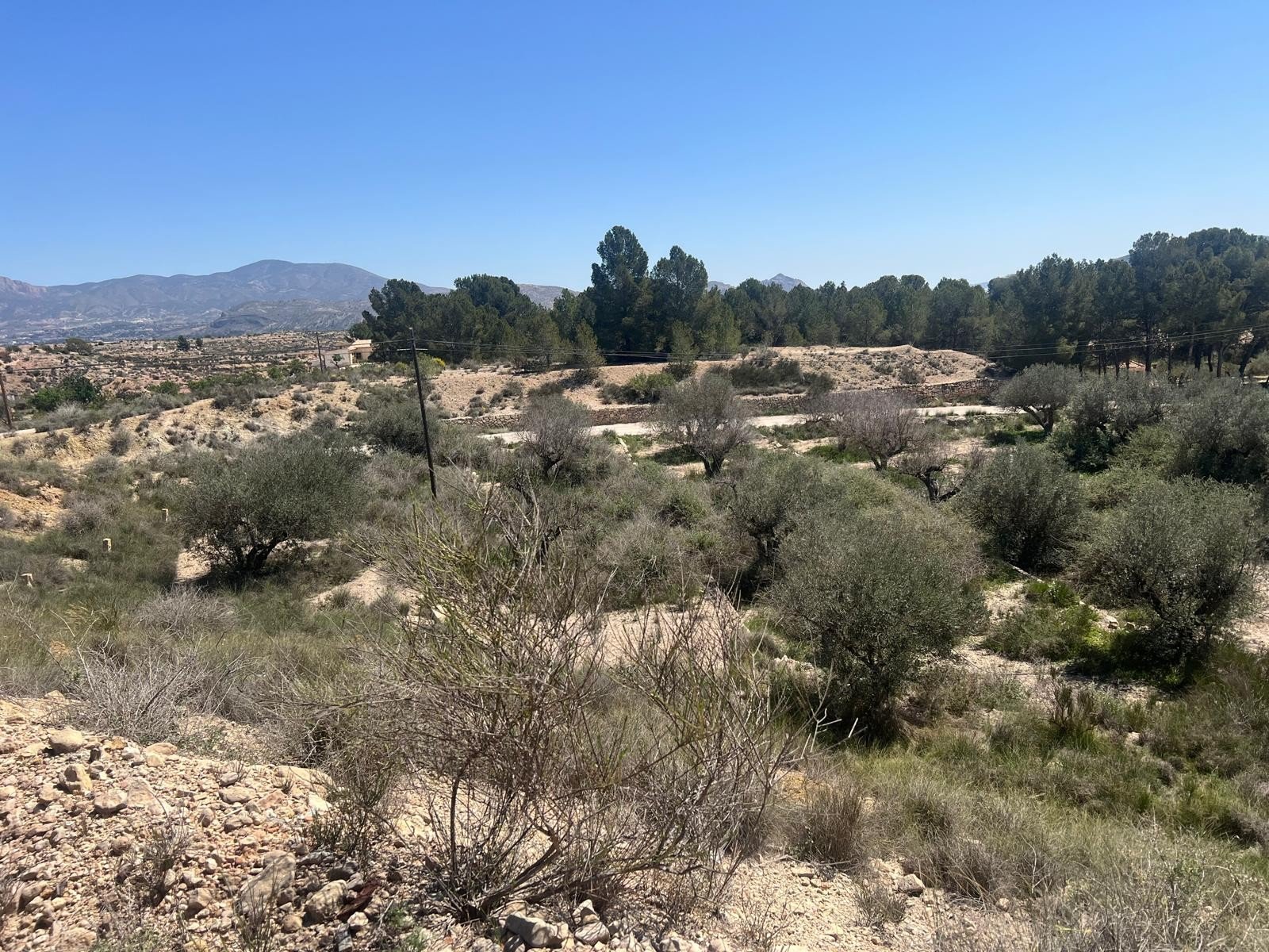 14,358 m² Land in Monóvar/Monóver - Caza De Casa