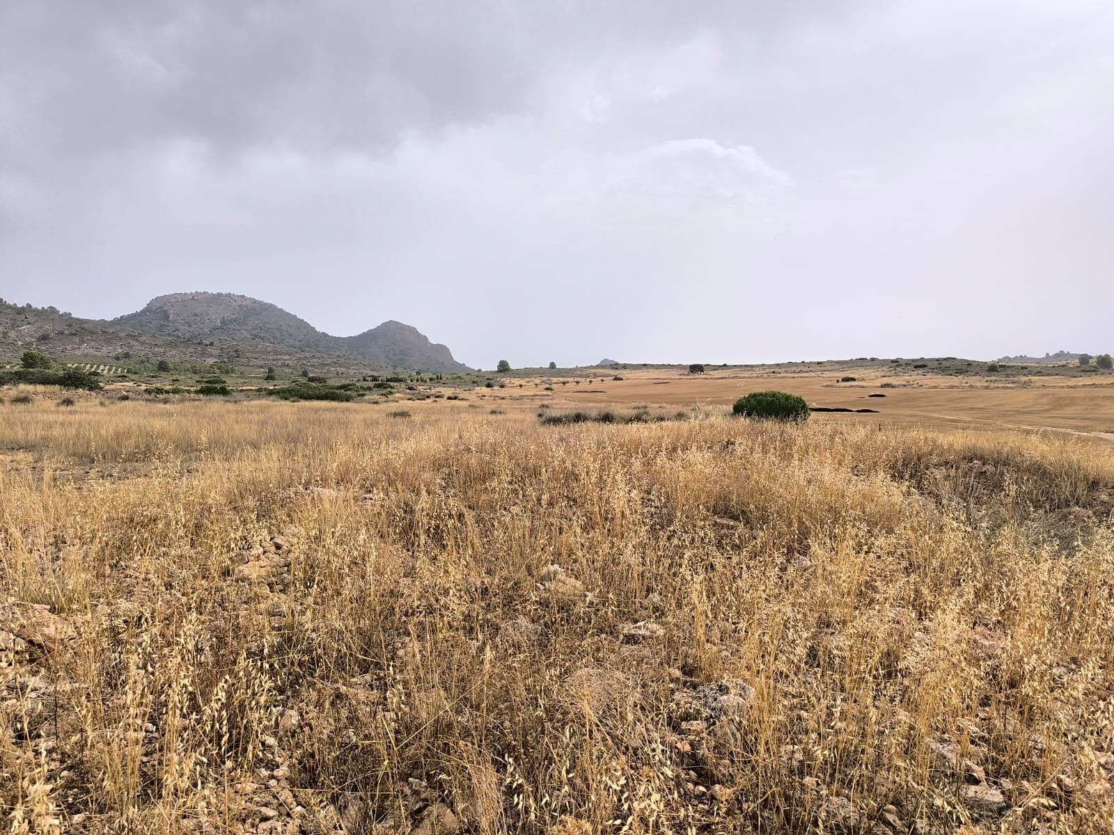 Land in Yecla - Caza De Casa