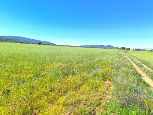 Land in Yecla - Caza De Casa