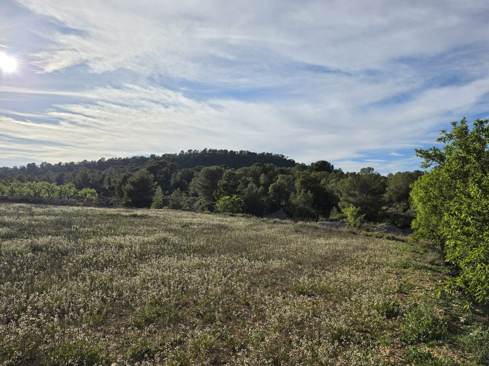 8,802 m² Land in Monóvar/Monóver - Caza De Casa