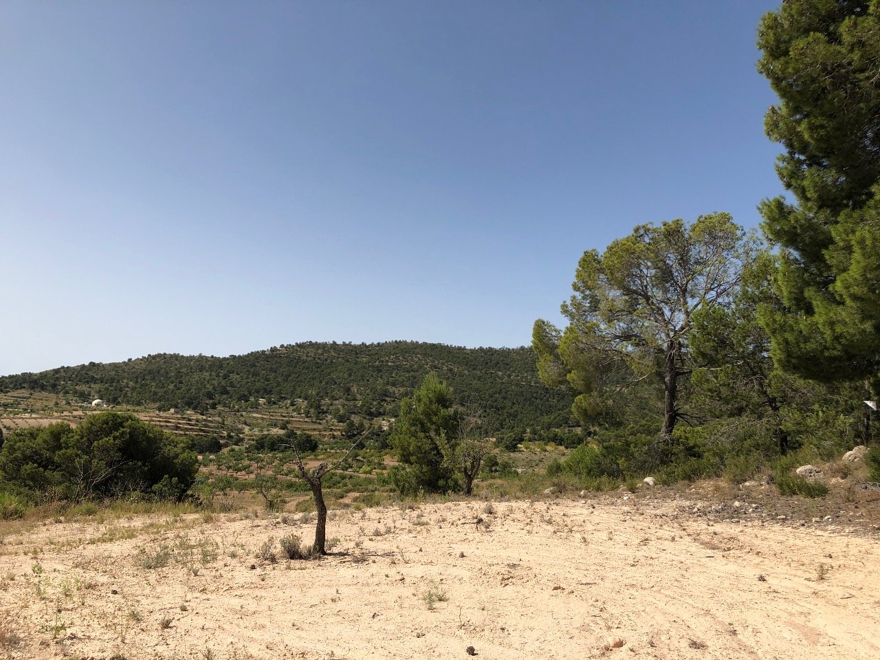 31,486 m² Land in Yecla - Caza De Casa