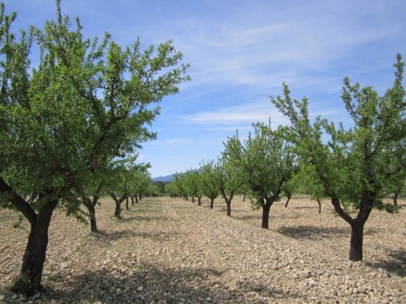Land in Yecla - Caza De Casa