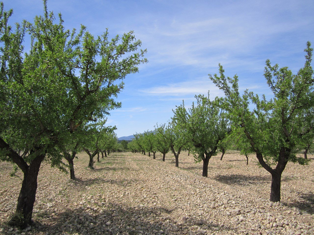 c21565a7f5788e8c Land in Yecla - Caza De Casa