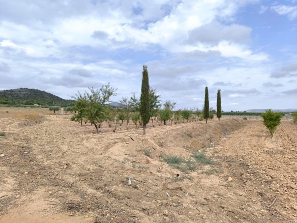 55,162 m² Land in Yecla - Caza De Casa