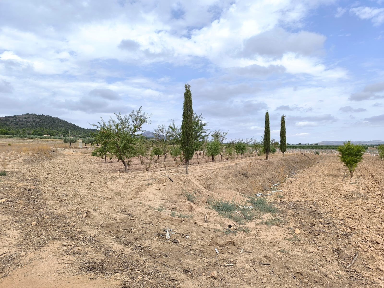 55,162 m² Land in Yecla - Caza De Casa