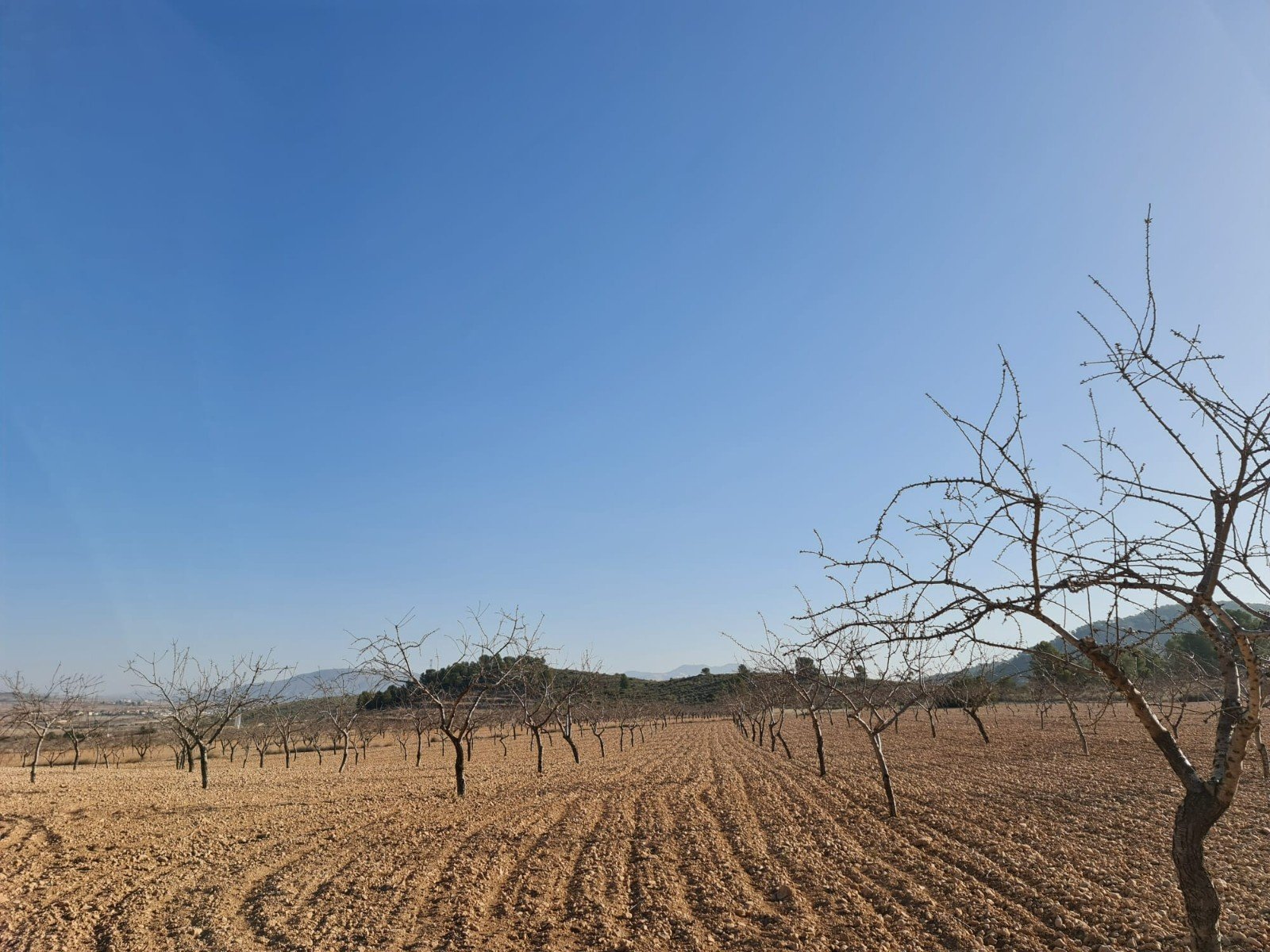 19,338 m² Land in Jumilla - Caza De Casa