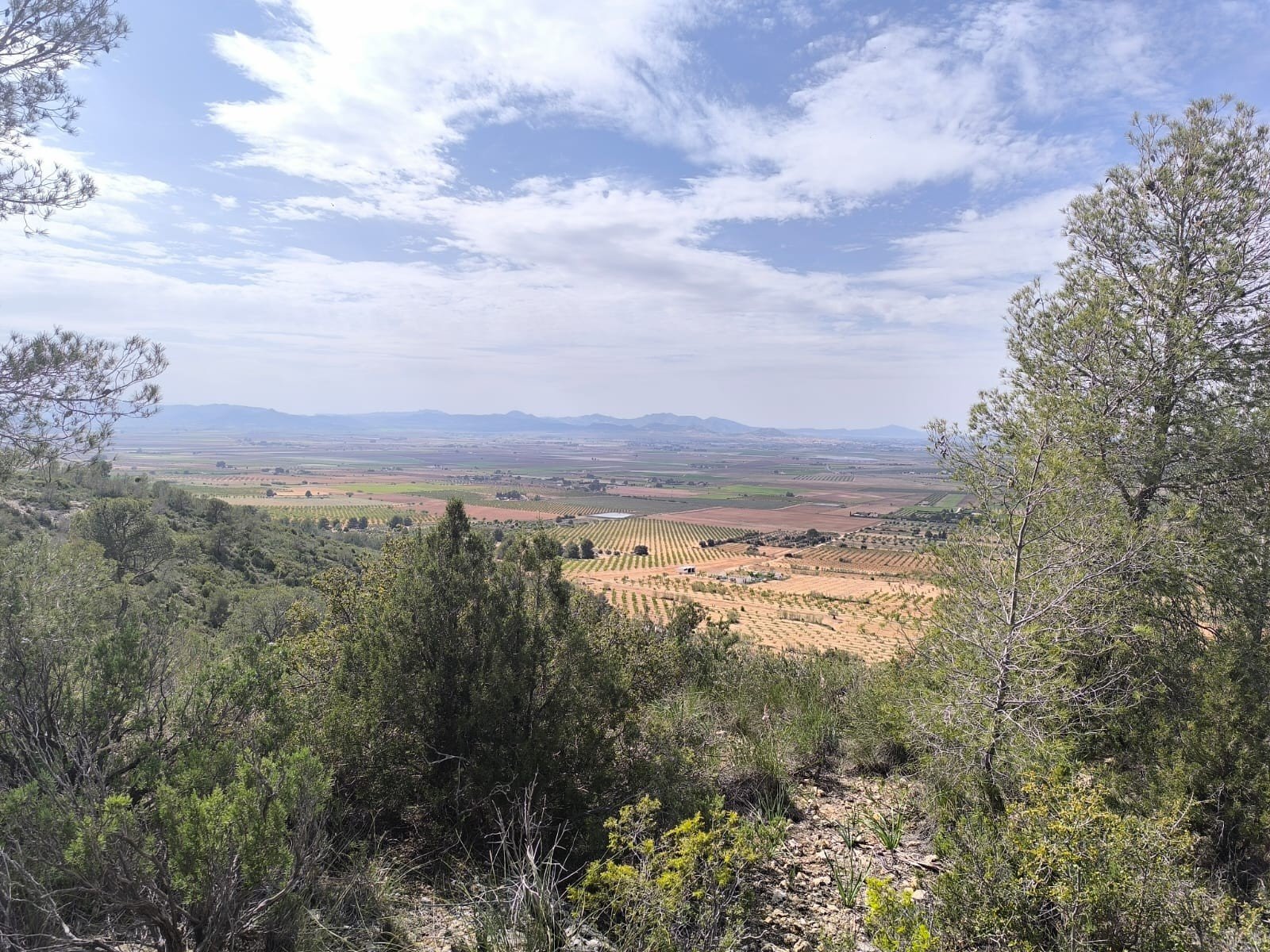 Land in Yecla - Caza De Casa
