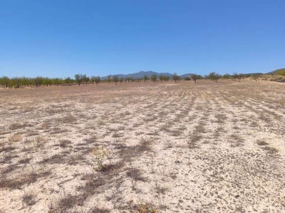 14,350 m² Land in Pinoso - Caza De Casa