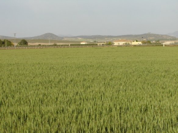 Land in Yecla - Caza De Casa