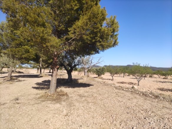 Land in Pinoso - Caza De Casa