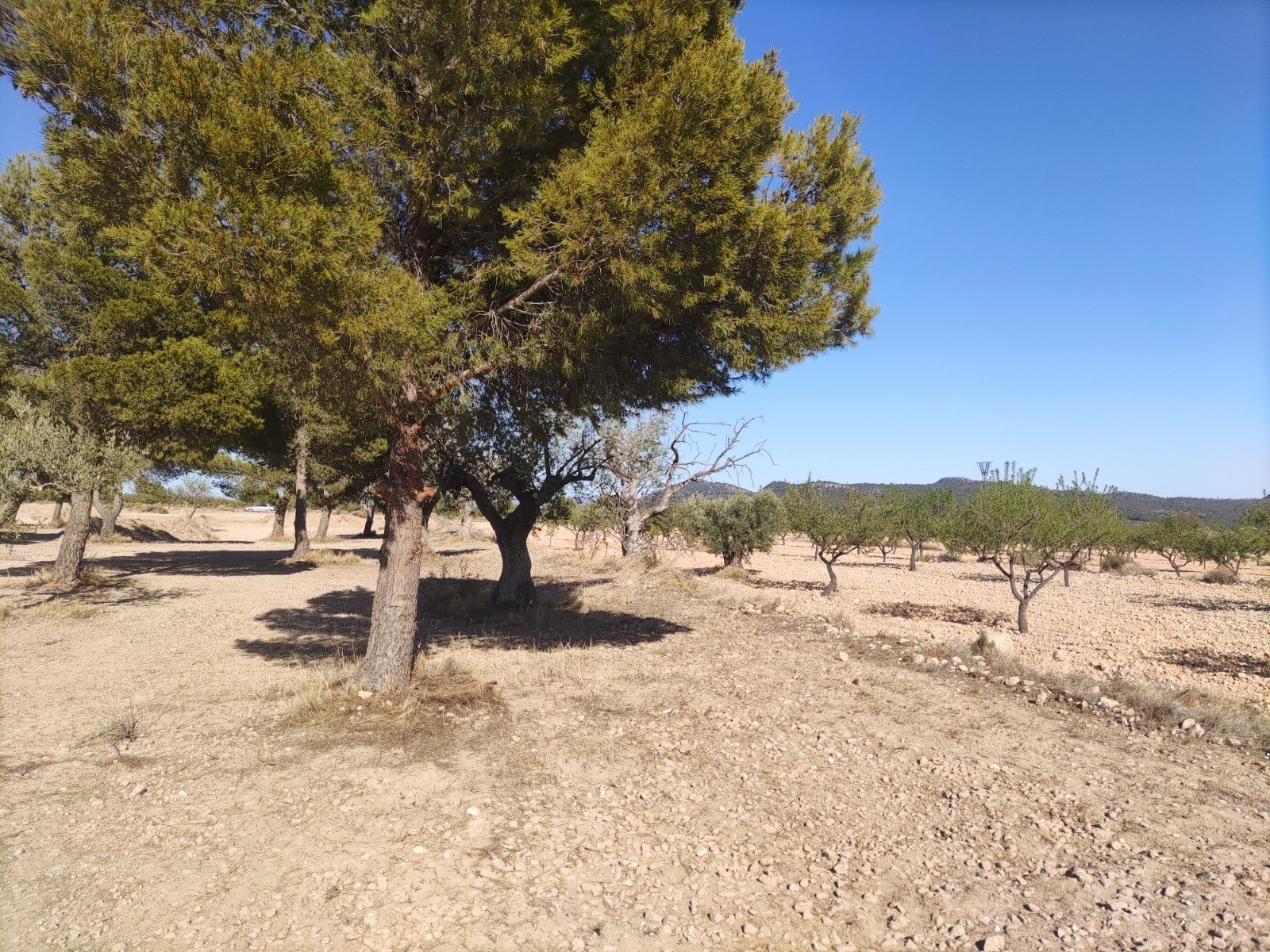 Land in Pinoso - Caza De Casa