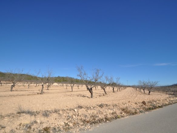 12,836 m² Land in Monóvar/Monóver - Caza De Casa