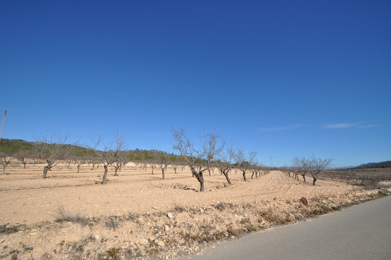 12,836 m² Land in Monóvar/Monóver - Caza De Casa