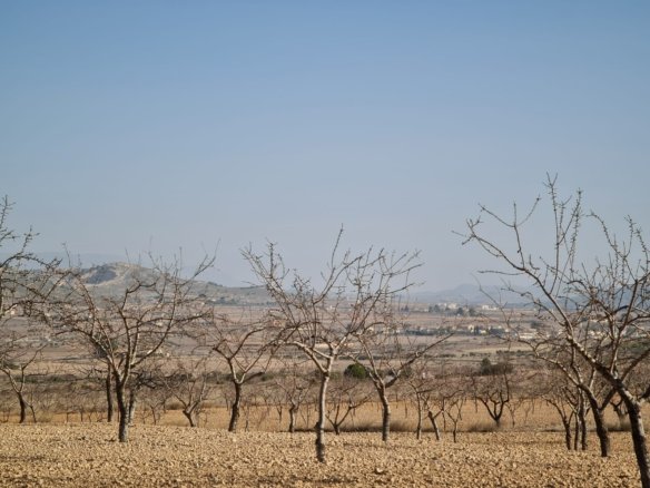 19,338 m² Land in Jumilla - Caza De Casa