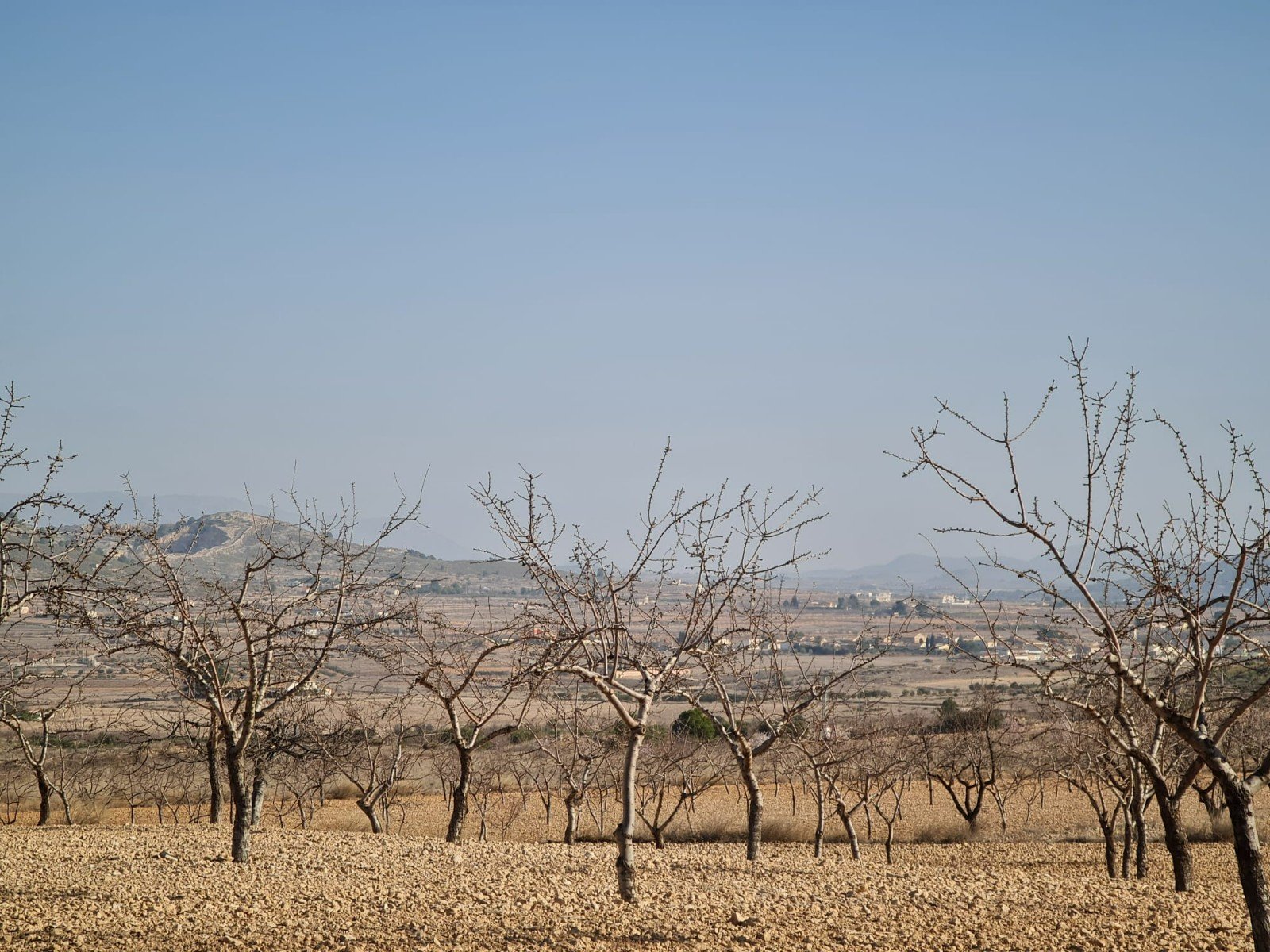 19,338 m² Land in Jumilla - Caza De Casa