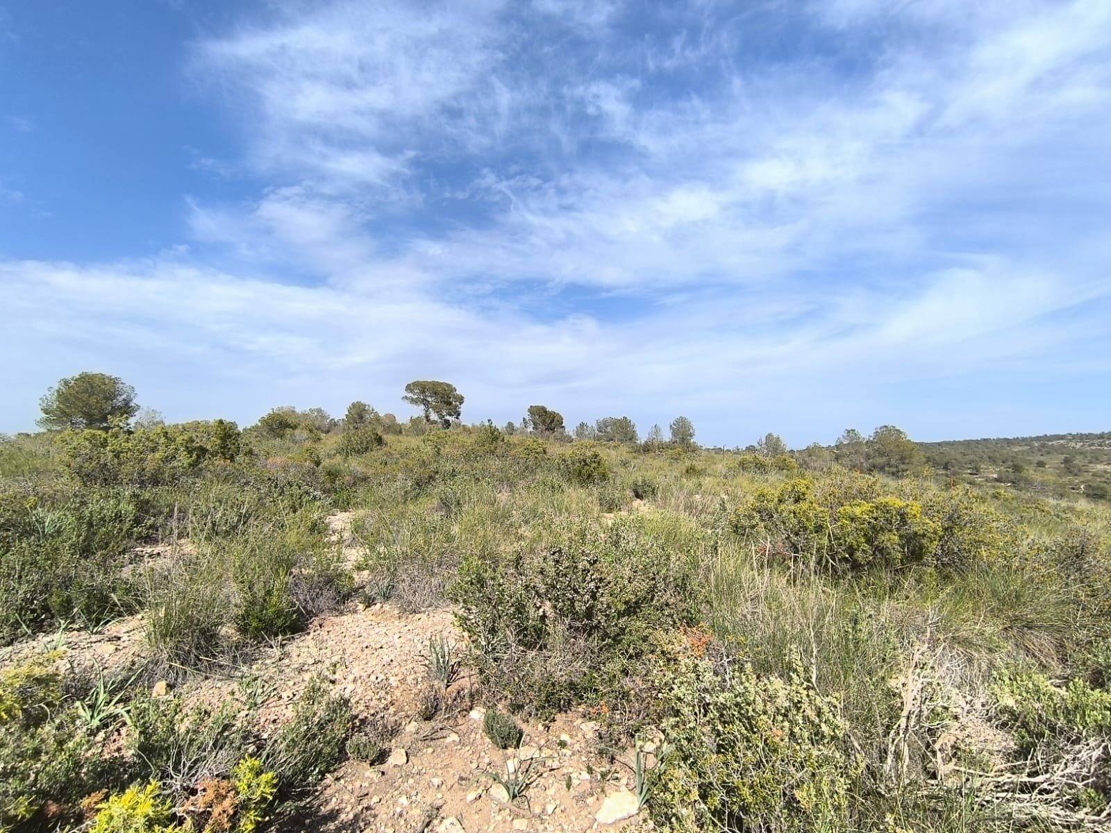 Land in Yecla - Caza De Casa