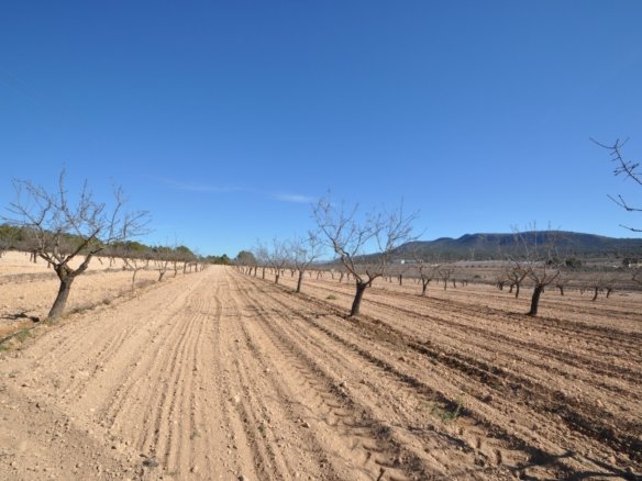 12,836 m² Land in Monóvar/Monóver - Caza De Casa