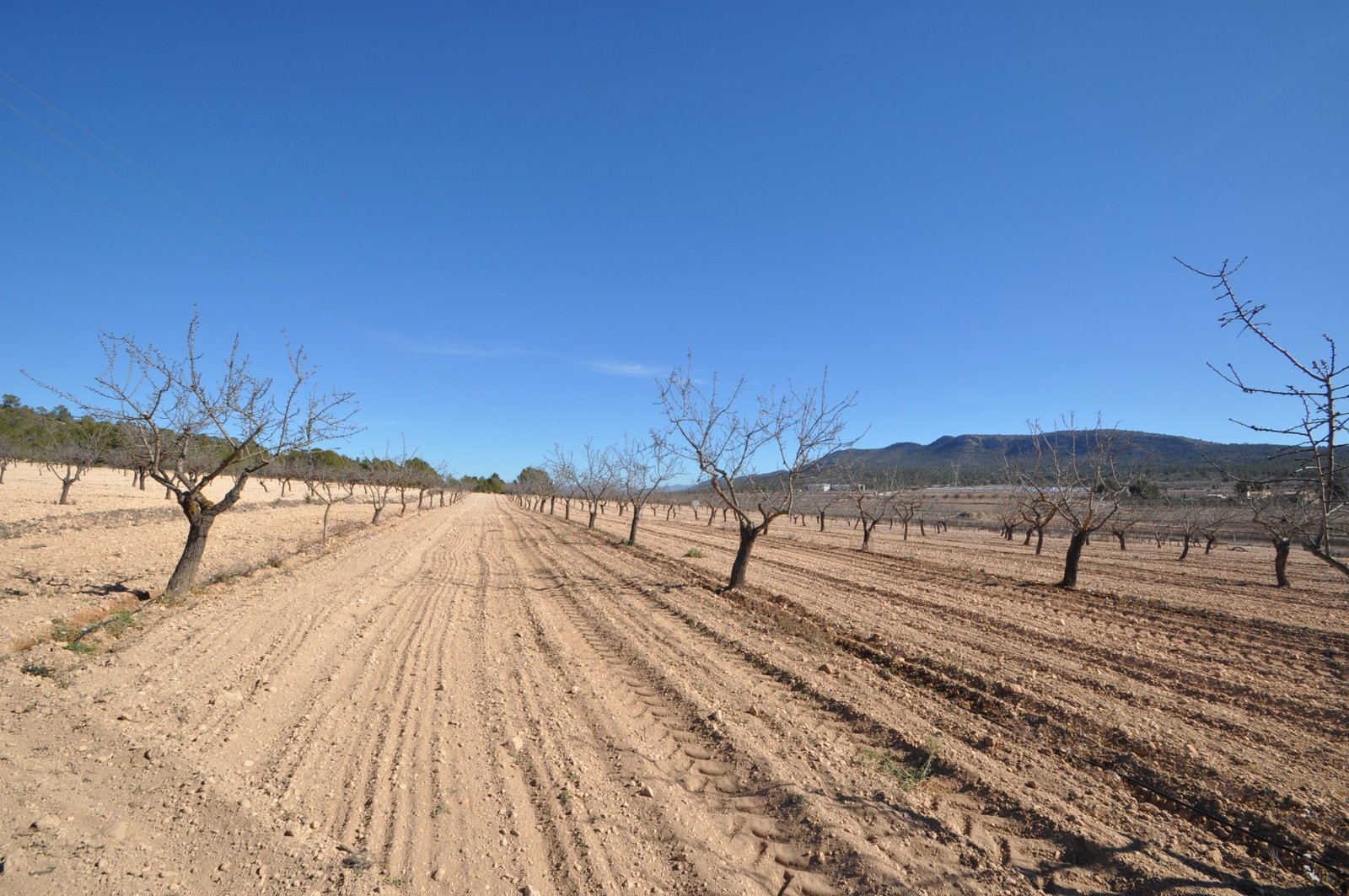 12,836 m² Land in Monóvar/Monóver - Caza De Casa