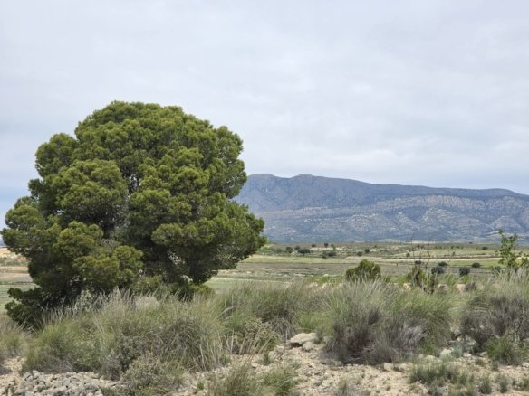 Land in Jumilla - Caza De Casa