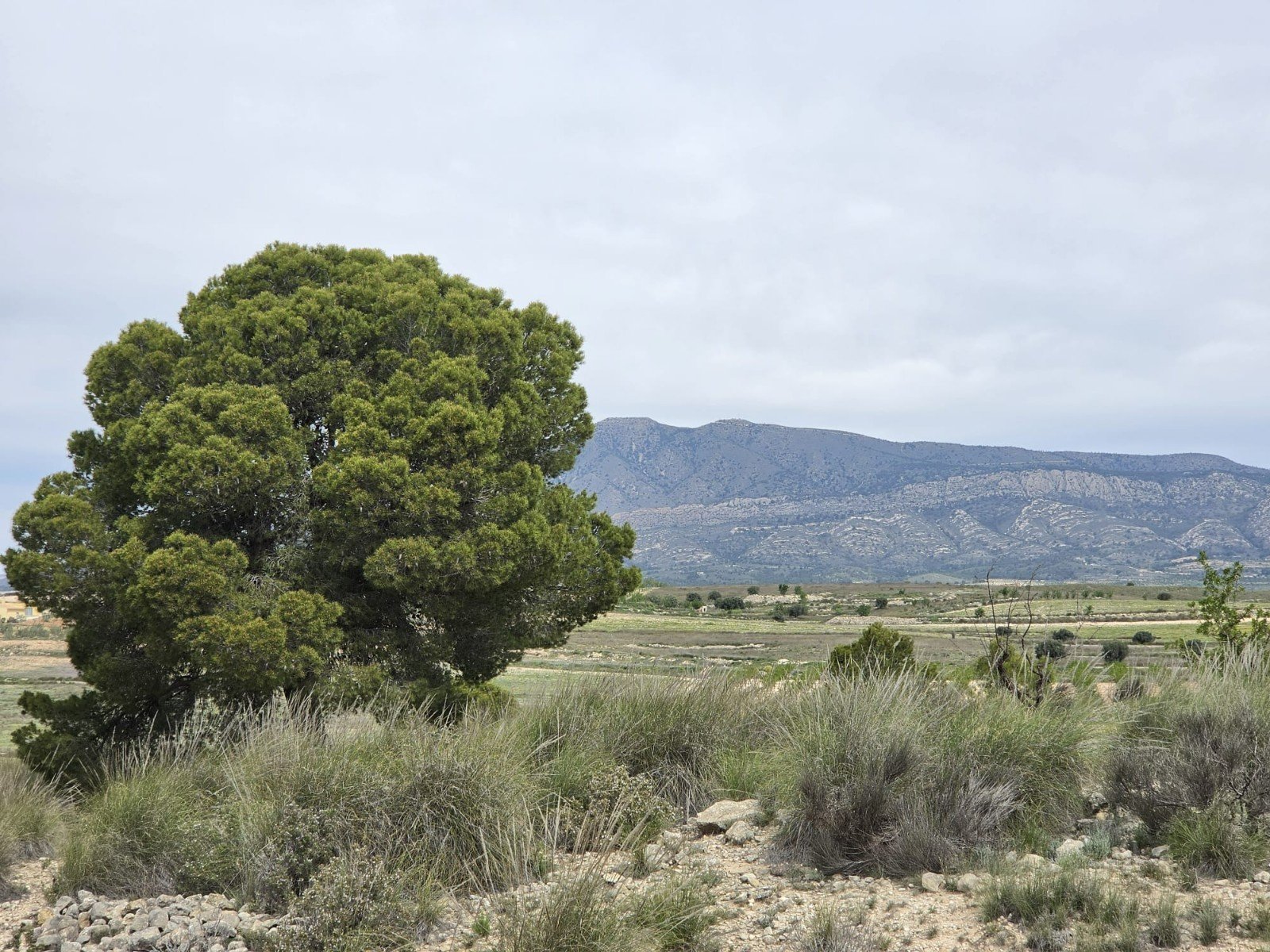 Land in Jumilla - Caza De Casa