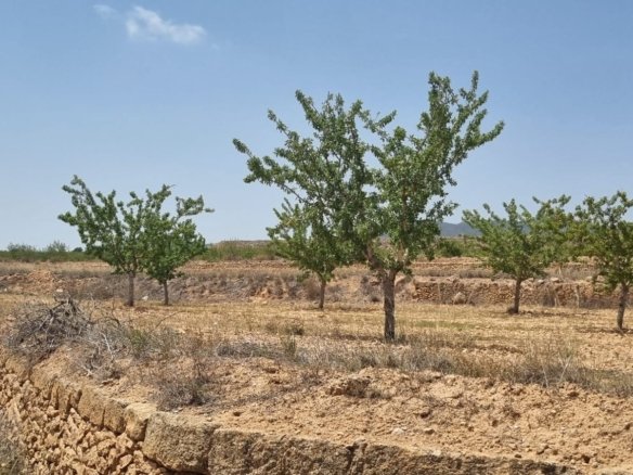Land in Yecla - Caza De Casa