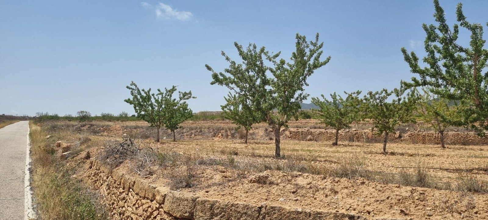 Land in Yecla - Caza De Casa