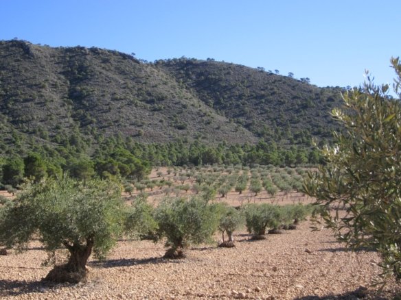 Land in Yecla - Caza De Casa